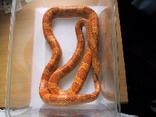Orange Amel