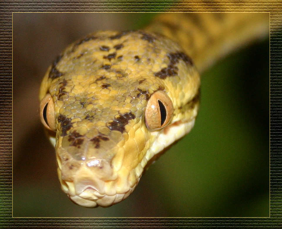 Corallus hortulanus