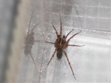 Identification?