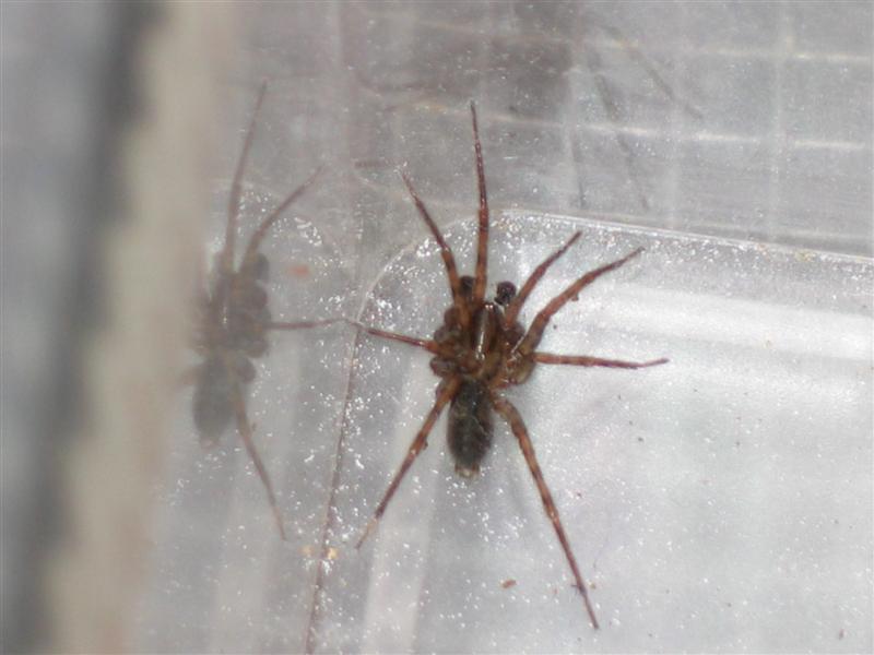 Identification?