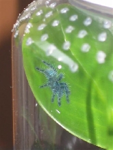 My newly aquired A. versicolor. I love this spider