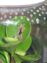 A.avicularia