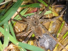 Six-spotted Fishing Spider