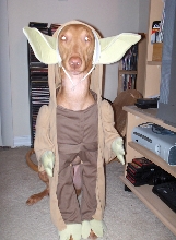 Nubie as Yoda