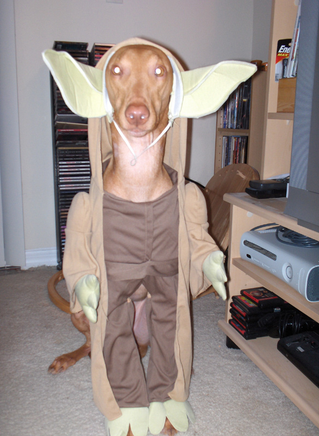 Nubie as Yoda