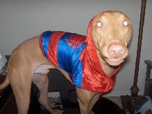 Spidey Pharaoh