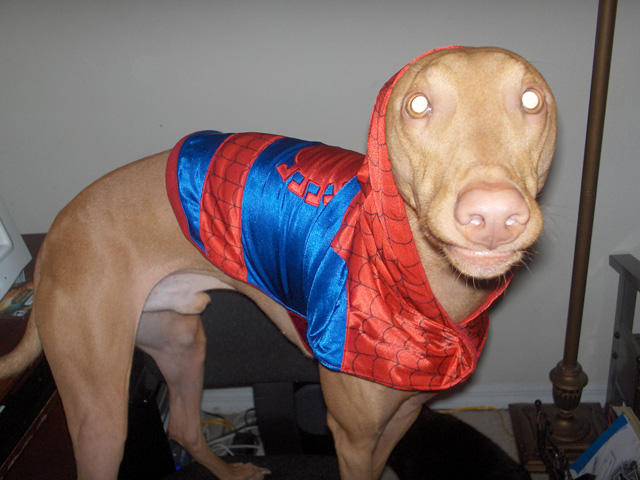 Spidey Pharaoh