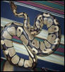 Nostraudamus (Nosey)