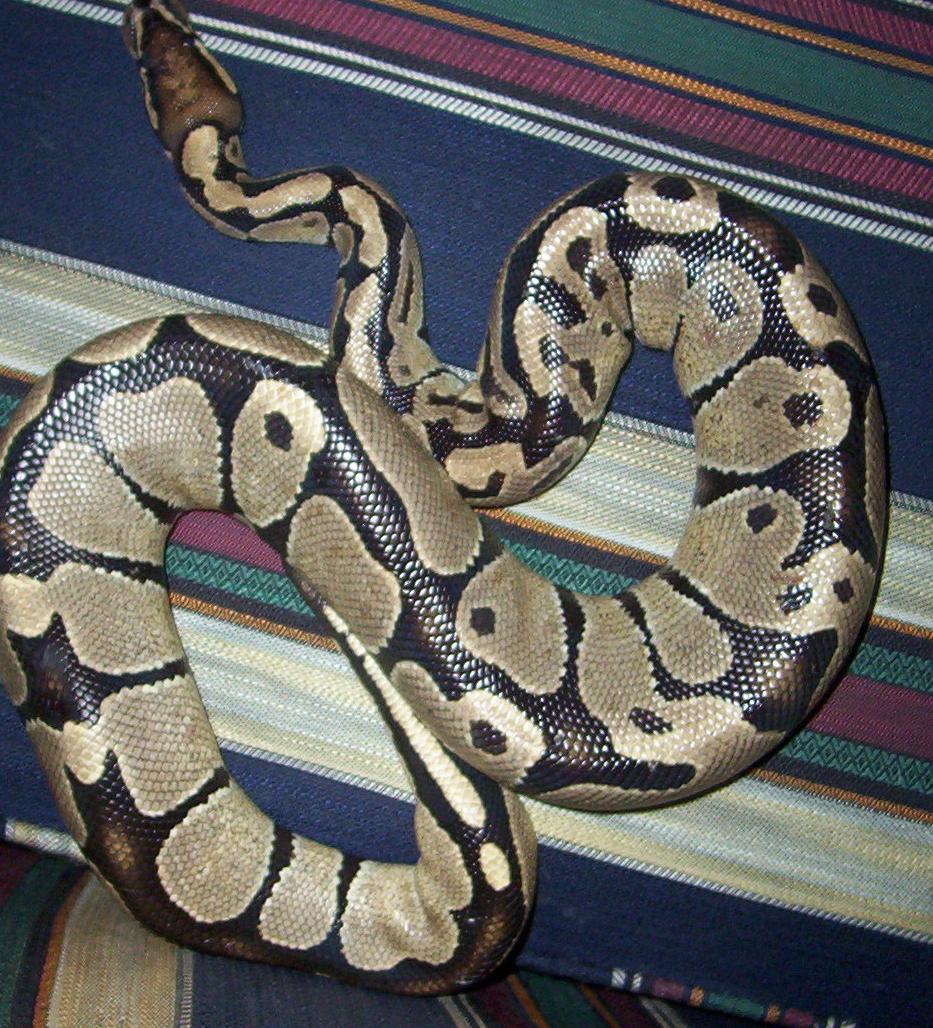 Nostraudamus (Nosey)