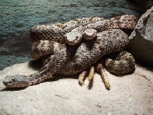 three musketeers