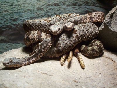 three musketeers