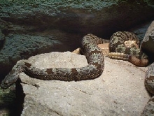 male klauberi