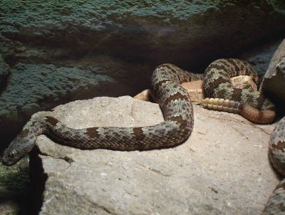 male klauberi