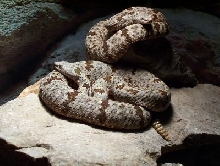 two more klauberi