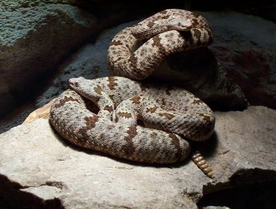 two more klauberi