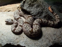 gravid klauberi