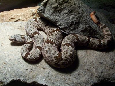 gravid klauberi