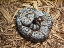 yet another klauberi