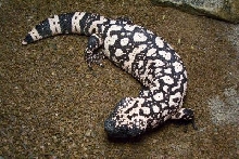 reticulated
