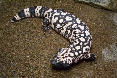 reticulated