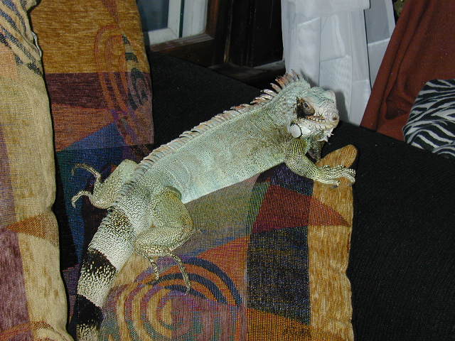 Sebastian on Pillow