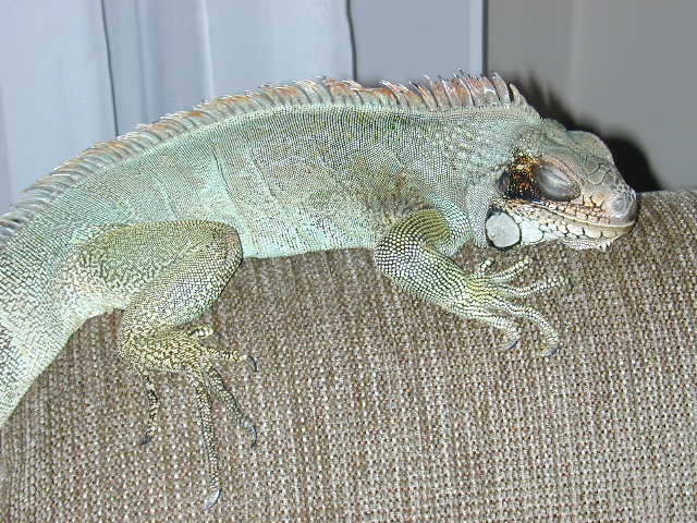 Sebastian Sleeping on Recliner
