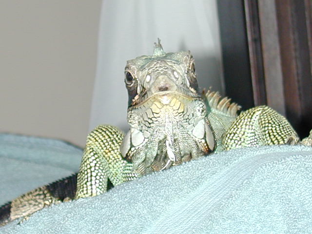 Sebastian Smiling 2