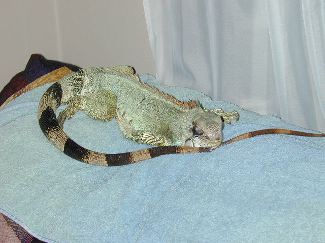 Sebastian Sleeping