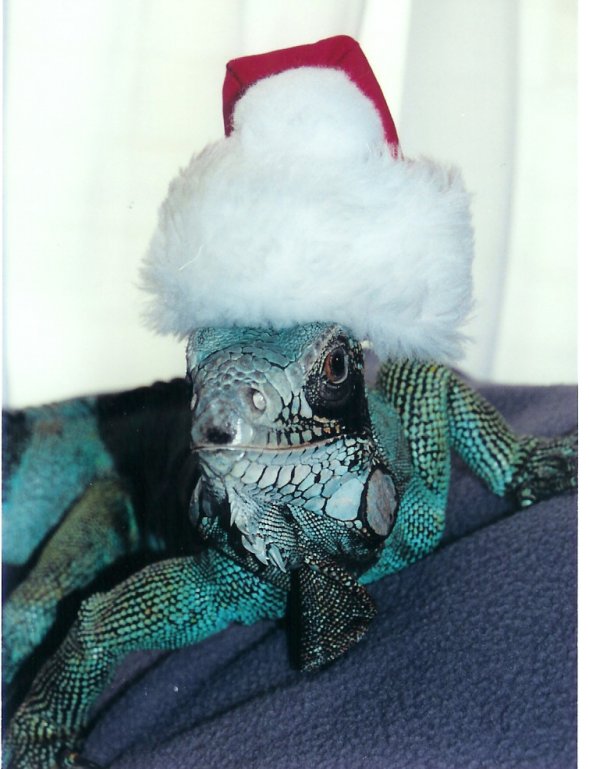 Sebastian With Santa Hat