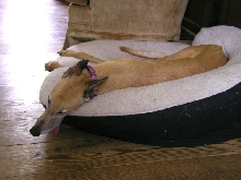 Fashty napping