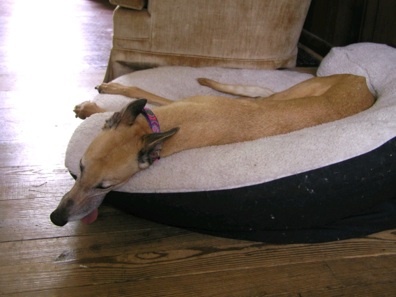 Fashty napping