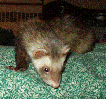Taz