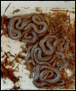 Children's python hatchlings