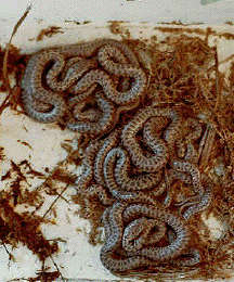 Children's python hatchlings
