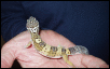 Female Leopard gecko