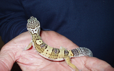 Female Leopard gecko