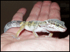 Female Leopard gecko