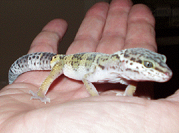 Female Leopard gecko