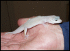 Male blizzard Leopard gecko