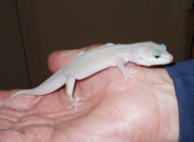 Male blizzard Leopard gecko
