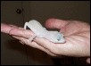 Male Blizzard Leopard gecko