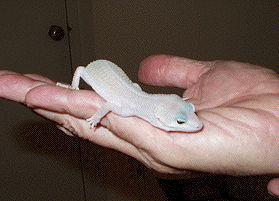 Male Blizzard Leopard gecko