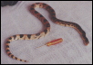 Northern Pinesnake