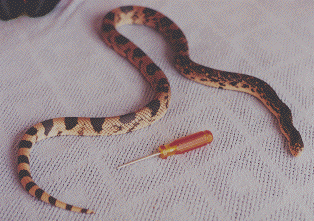Northern Pinesnake