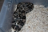 Anery Longicauda
