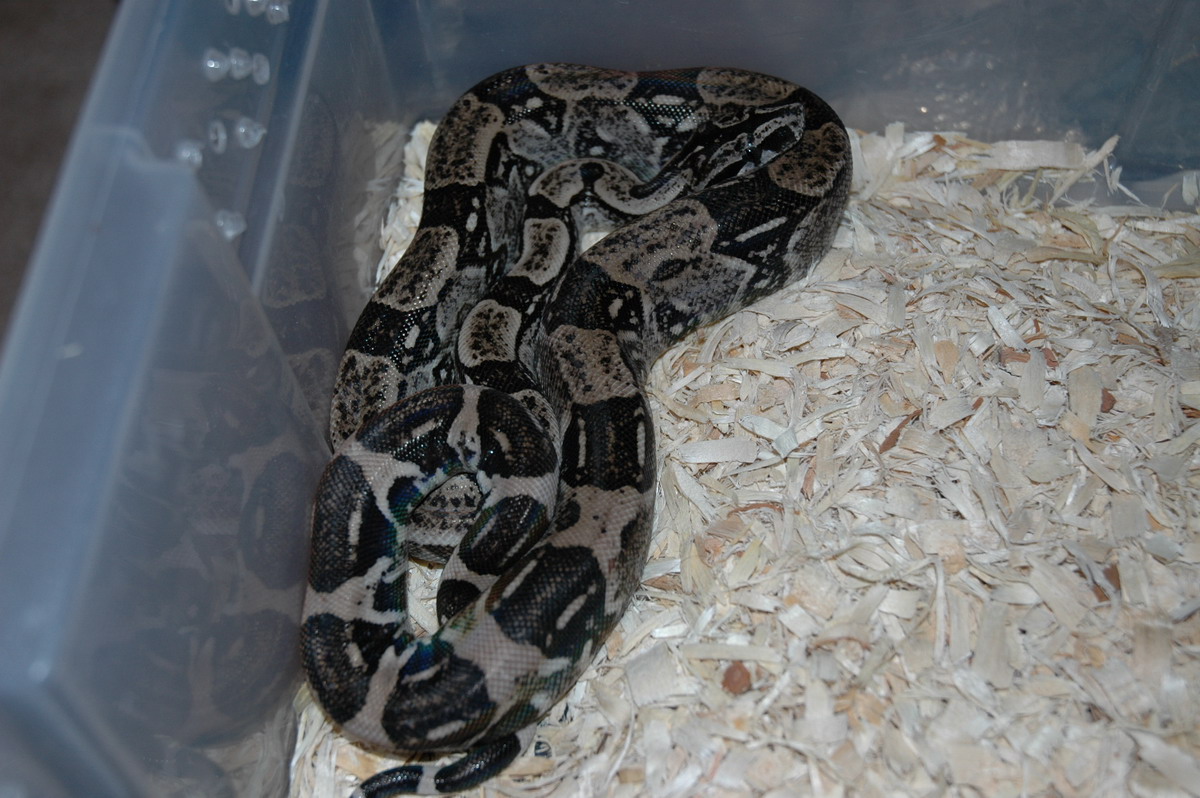 Anery Longicauda