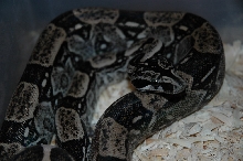 Anery Longicauda