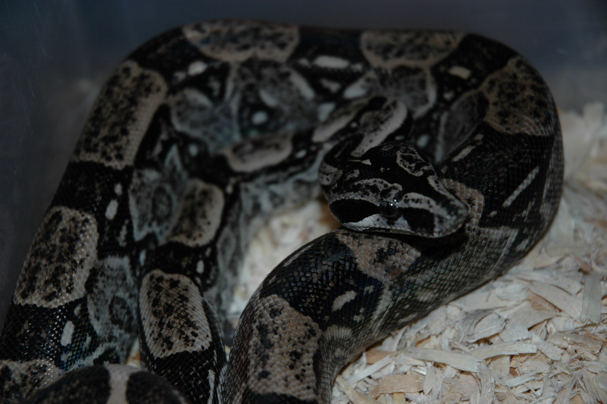 Anery Longicauda