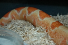 Coral Sunglow Tail shot