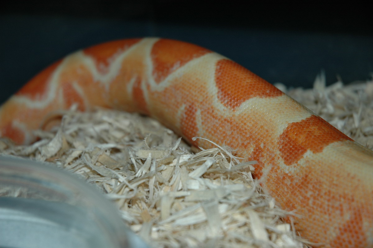 Coral Sunglow Tail shot